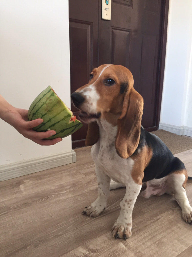 【DB真人旗舰·(中国)集团】梅花社区:探望困难老党员 春节前夕送温暖(图1) DB真人旗舰·(中国集团)